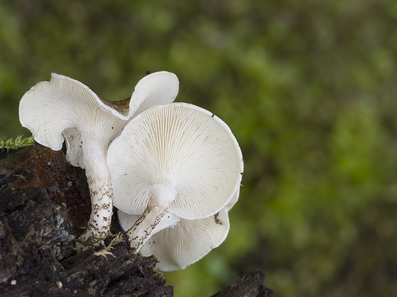 Lentinus tigrinus